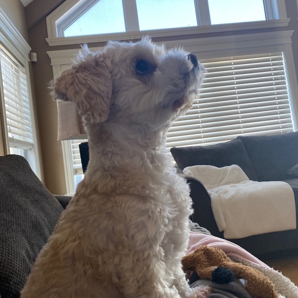 Meet your Posher, Emma - Picture 1 of 1